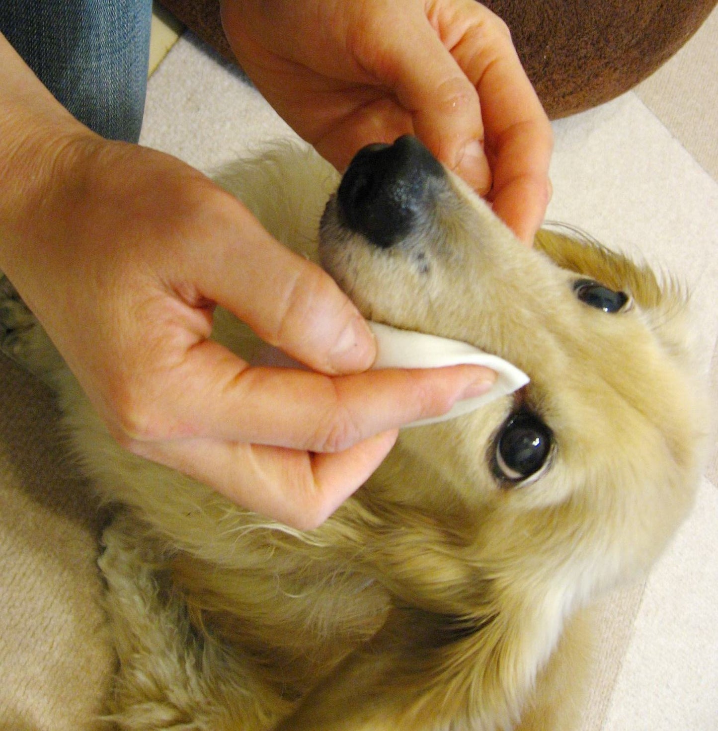 ソイエスト 本体 400ml+付替用 400ml セット