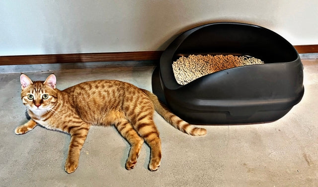 猫のおしりにうんちがついたまま…原因と安全な取り方、病気のサイン