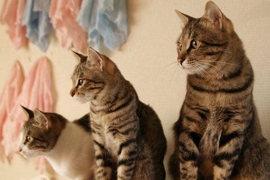 先住猫の新入り猫受け入れ方｜失敗しない対面のコツと手順