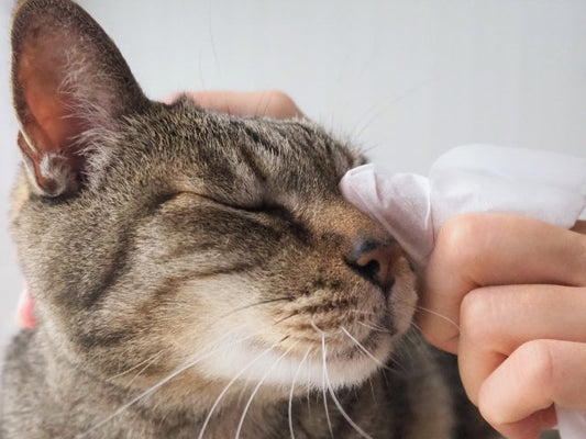 猫の目ヤニは病気のサイン？色や量でわかる原因と正しい取り方