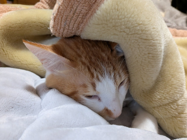猫が寒いのに布団に入らない理由とは？冬の毛布を使った寒さ対策