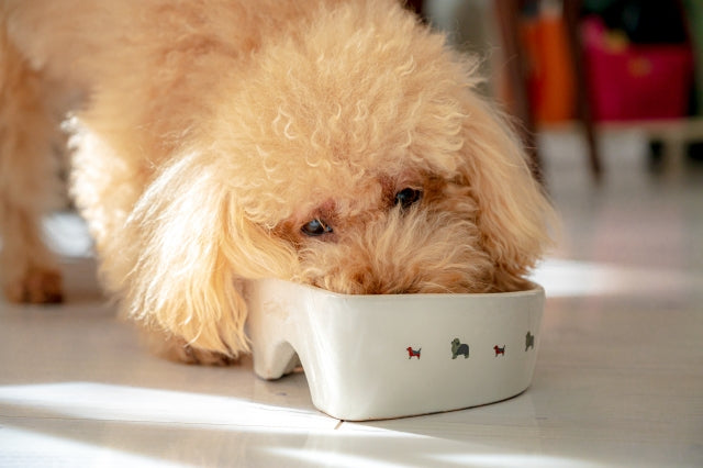 犬の乳酸菌｜下痢・アレルギーへの効果は？与え方とおすすめフード