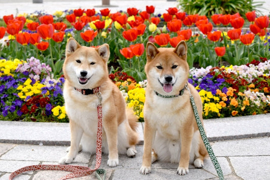 犬の多頭飼いの悩み｜後悔する前に知りたいケンカ対策とリーダーの条件