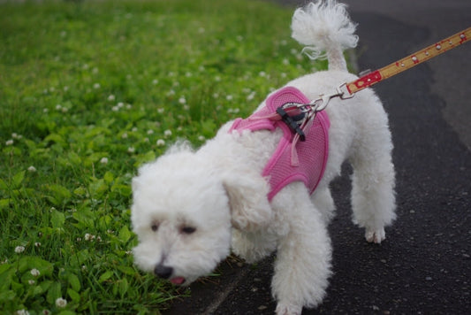 犬の散歩の引っ張り癖はすぐ直る！原因からしつけ、グッズまで解説