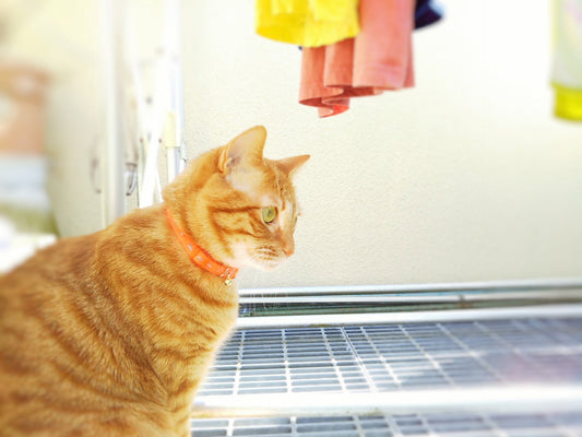 ペットの毛を洗濯でごっそり取る裏ワザ！スポンジを使った抜け毛対策も