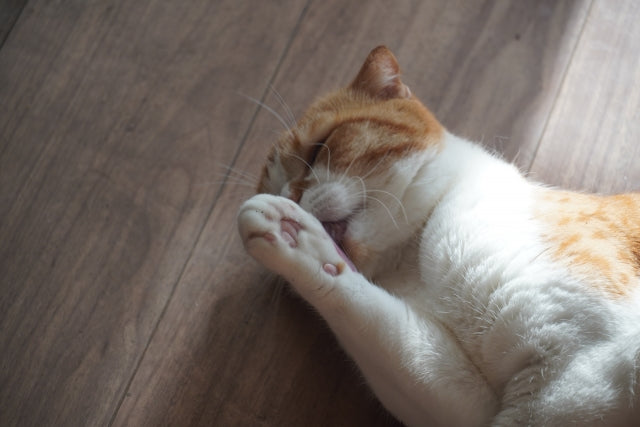 猫のストレス原因は？溜まると出るサインと今すぐできる解消法