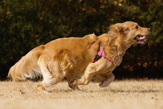 愛犬の散歩時間の目安を解説！サイズ・年齢別に毎日必要な量は？