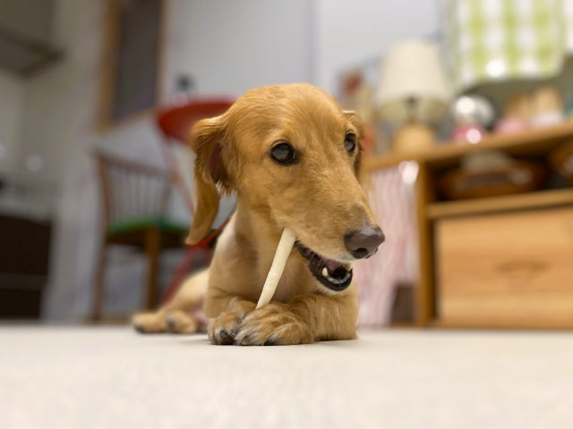 犬が歯磨きを嫌がる！頻度は3日に1回でもOK？正しいやり方と対処法