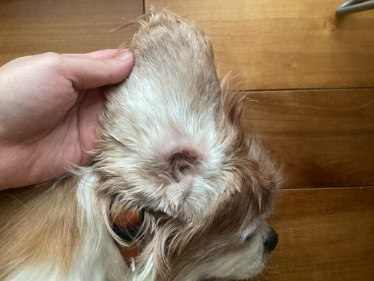 犬の耳の病気は放置しないで！病院へ行くべきサインと原因を解説
