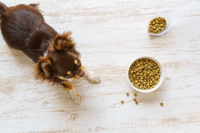 犬がご飯を食べないのは病気？危険なサインと理由別の対処法を解説