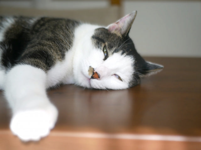 猫が夏に食欲ない時の対処法｜夏バテ？病気？見分け方と食事の工夫