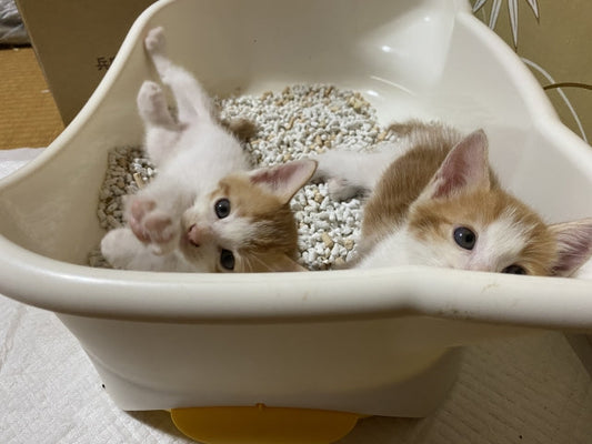 猫トイレのニオイを消す掃除術｜原因から対策まで清潔に保つコツ