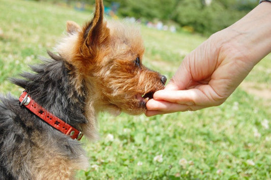 犬のおやつの選び方と与え方｜子犬にもおすすめ！注意点を解説