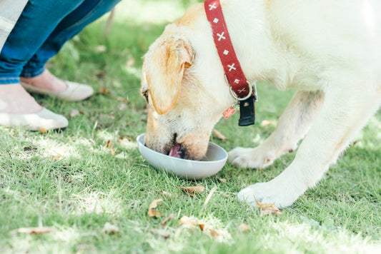 犬のミネラル不足は危険？原因から症状、食事での改善方法まで徹底解説