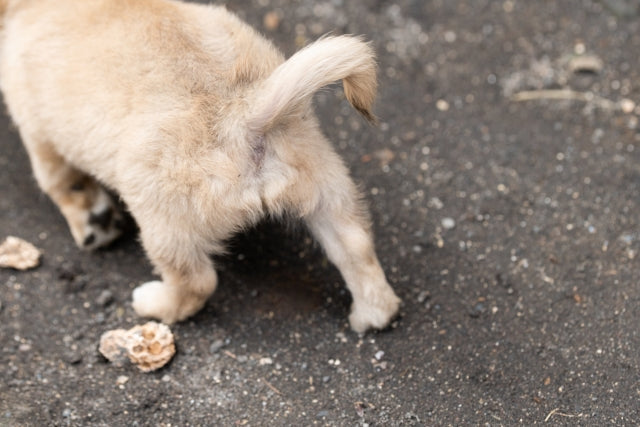犬のおならが臭い・多い原因と改善策｜病気の可能性や犬種との関係