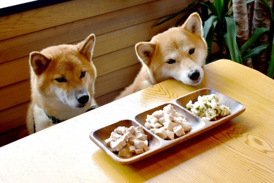 犬の食事とおやつは1日何回？年齢別の頻度と量の目安を解説