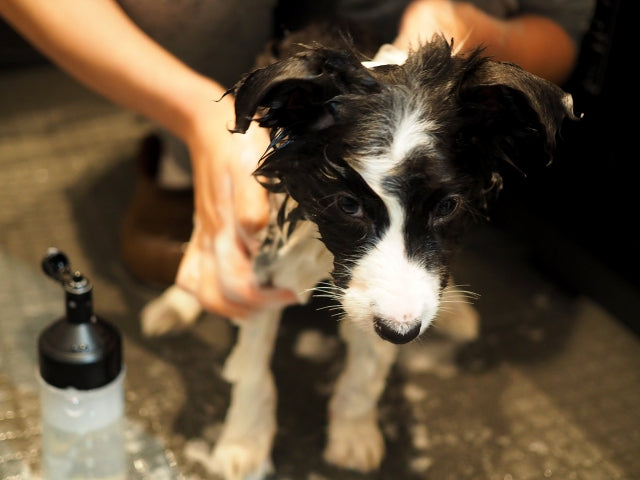 夏の犬のお風呂の頻度は月1回でOK！適切な温度と注意点