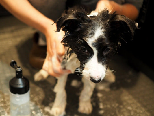 夏の犬のお風呂の頻度は月1回でOK！適切な温度と注意点
