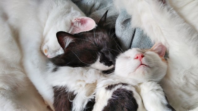 猫の多頭飼いの悩み｜初めての対面の注意点と相性が悪い時の解決策