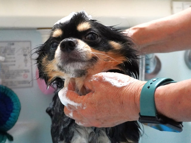 犬のシャンプー嫌いを克服！嫌がる理由と自宅・サロンでの対処法