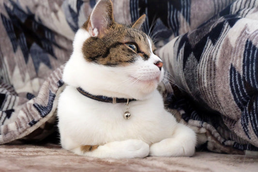 冬の猫の温度管理｜暖房の設定温度は？留守中の対策や子猫の注意点