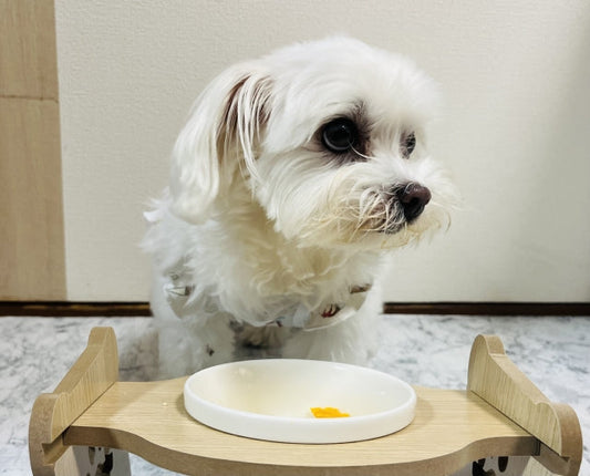 犬の下痢、食事はどうする？絶食は必要？病院へ行く目安を解説