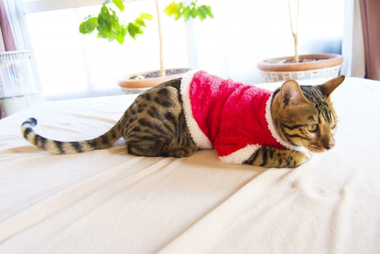 猫に服は必要？メリット・デメリットとストレスのない着せ方を解説