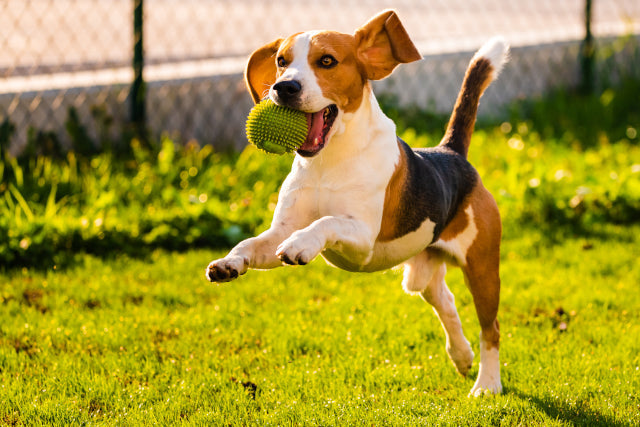 夏の犬の運動はどうする？安全な散歩の時間帯と室内での遊び方
