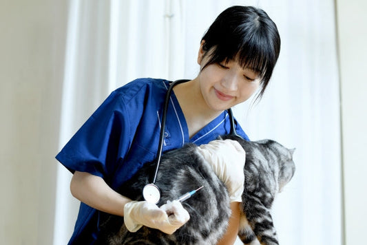 猫の病気のサインと対処法｜危険度チェックと受診の目安を解説