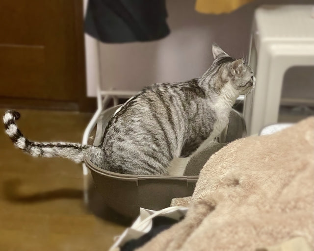 猫のおしっこの匂い消し｜原因から対策！場所別の掃除と安全な消臭剤