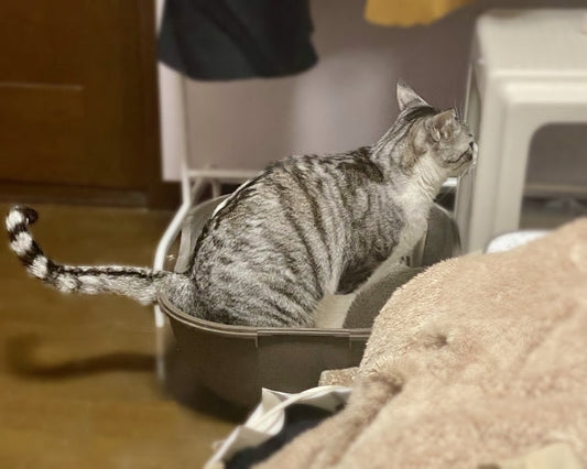 猫のおしっこの匂い消し｜原因から対策！場所別の掃除と安全な消臭剤