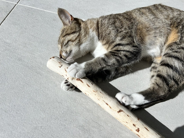 猫がまたたびを好きなのはなぜ？最新研究で判明した蚊よけ効果と安全な与え方