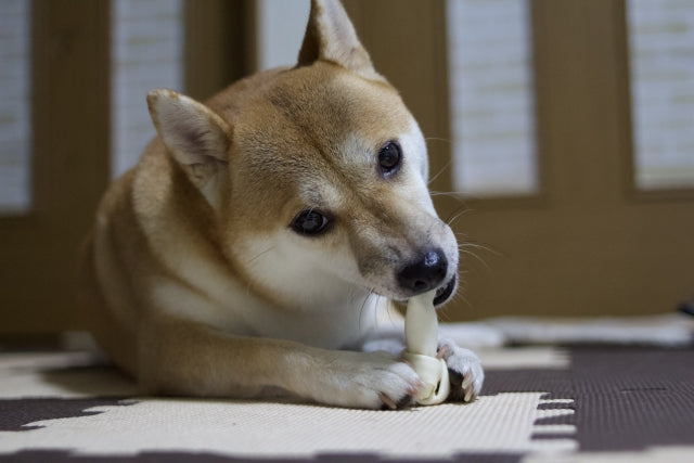 犬の歯磨きをしたことがないけど大丈夫！嫌がらない始め方のコツ