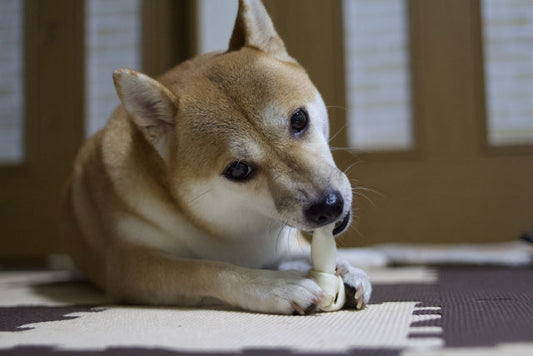 犬の歯磨きをしたことがないけど大丈夫！嫌がらない始め方のコツ