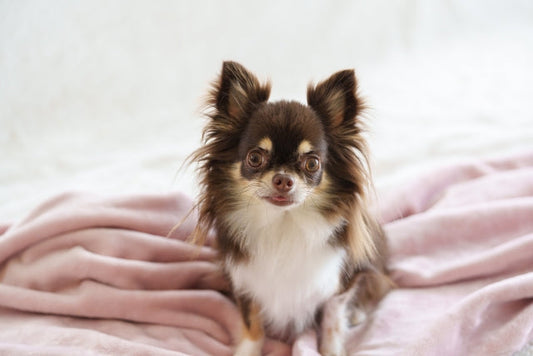 犬の暑さ対策｜エアコンの設定温度から電気代、留守番の注意点まで解説
