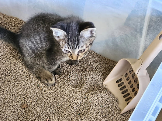 猫のトイレのニオイ対策｜消えない臭いの原因と根本解決テク