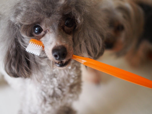 犬が歯磨きを嫌がる原因と対処法｜慣れさせるための簡単ステップ
