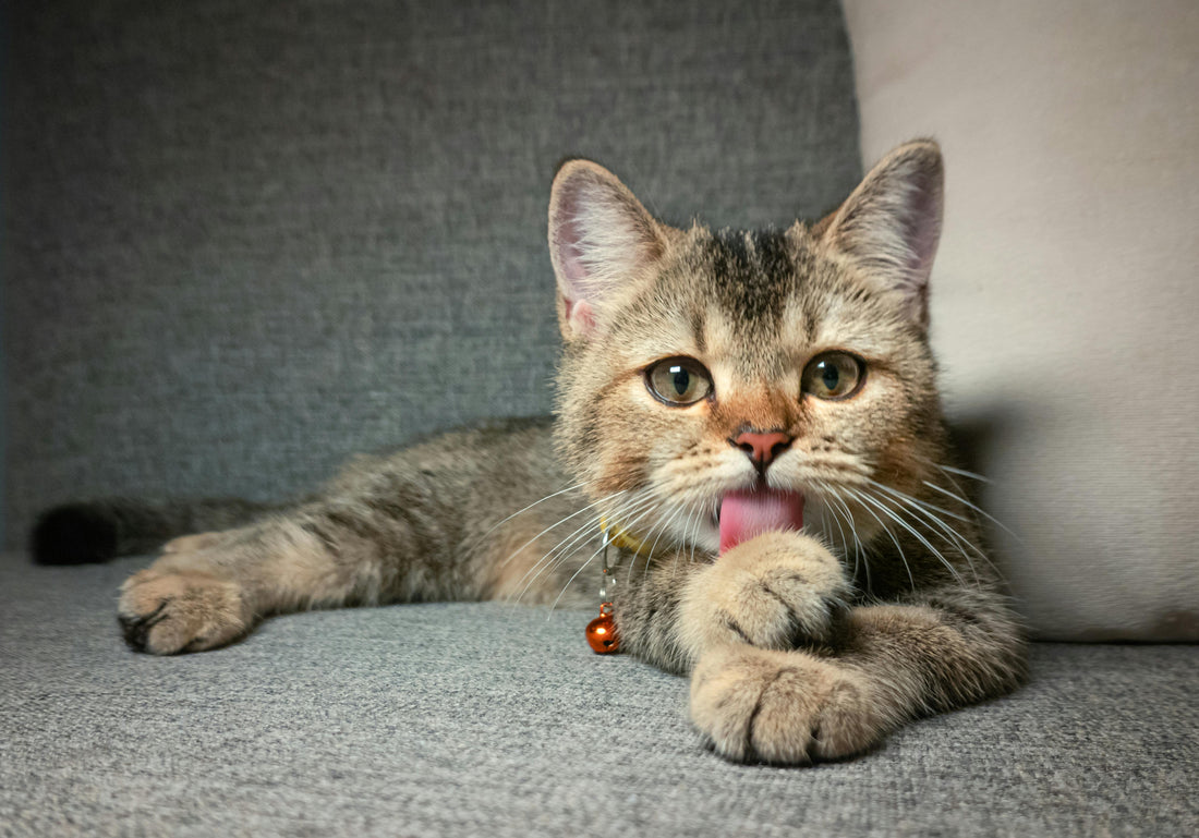 ペットに重曹は安全？犬・猫への消臭効果と正しい使い方