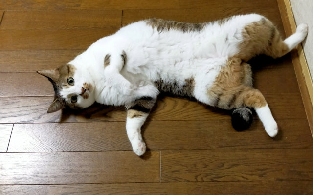 猫が暑い・寒いと感じる温度は？夏と冬の対策と注意点を解説