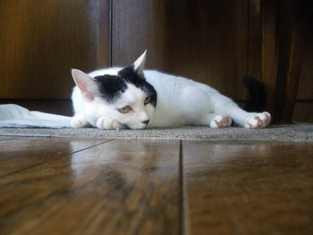 猫の季節の変わり目に多い病気とは？体調不良のサインと家庭でできる対策