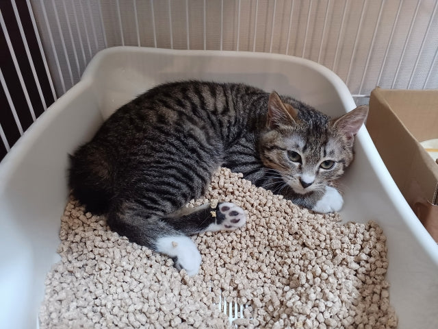猫を飼っている家の臭い対策｜原因と匂いを元から消す方法