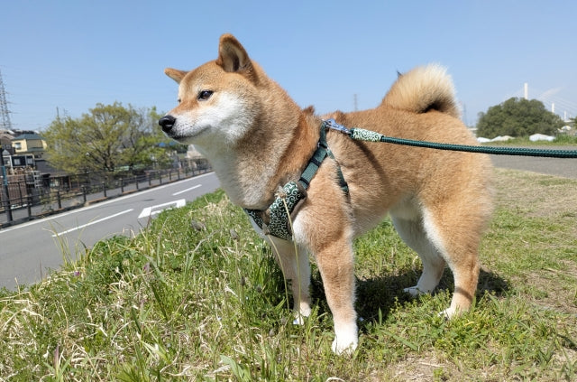 真夏の犬の散歩は何時から？熱中症対策と安全な時間帯を解説
