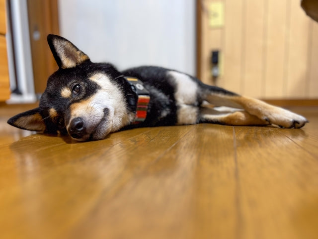犬の夏バテ対策｜症状の見分け方から食事・室温での防止・対処法