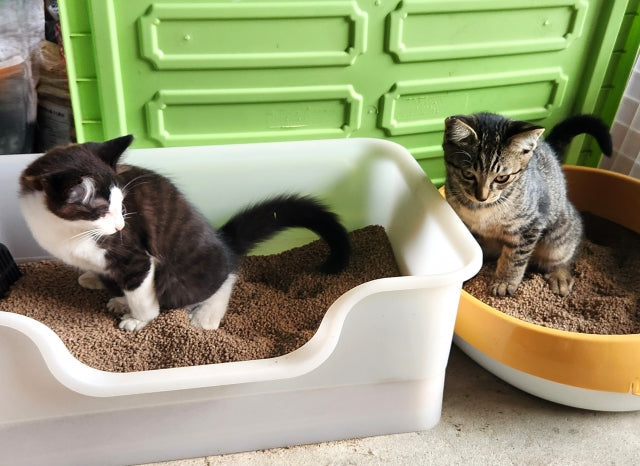 猫のトイレのニオイを消す掃除術！原因別の臭い対策で徹底消臭