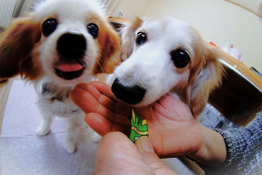 子犬のおやつはいつから？与え方・選び方・量の注意点を解説