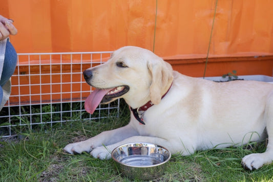 犬の暑さ・寒さ対策｜何度から危険？感じる温度の目安と室温管理