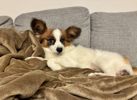 犬の結膜炎の症状とは？目が赤い・目やにが出たら病院へ行くべき？