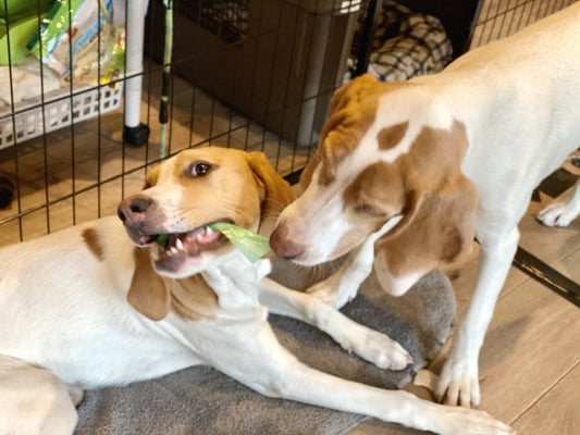 犬の多頭飼いの悩みを解消！喧嘩をなくし穏やかに共存するコツ