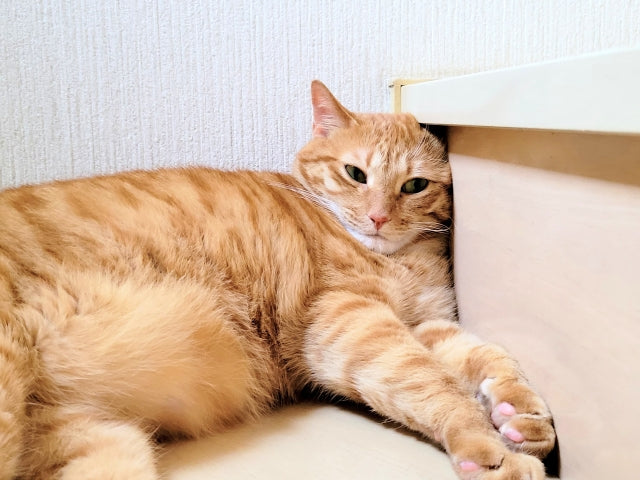 猫のストレスサインとは？見分け方と原因、すぐにできる解消法を解説