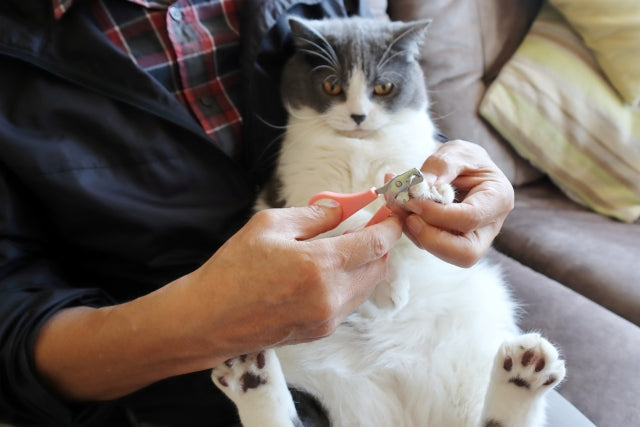 猫の爪切り｜嫌がる理由と頻度、子猫も安心なやり方のコツ